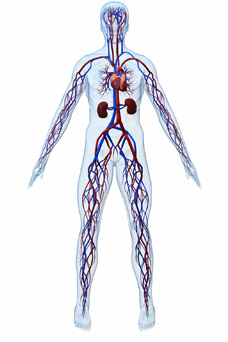 Arterien2